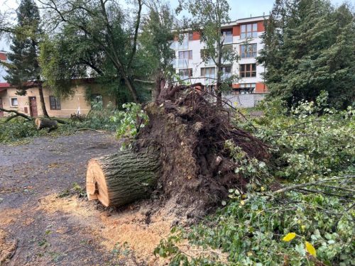 Zdjęcie 28 / 28